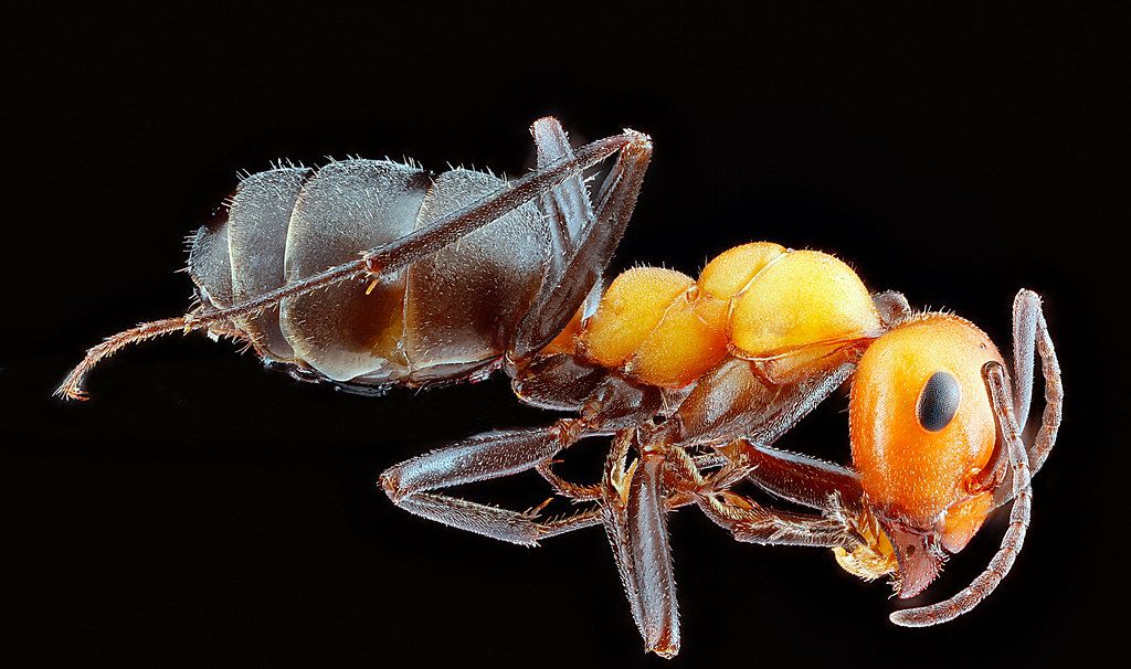 Ant Control service in Elkhart, IN