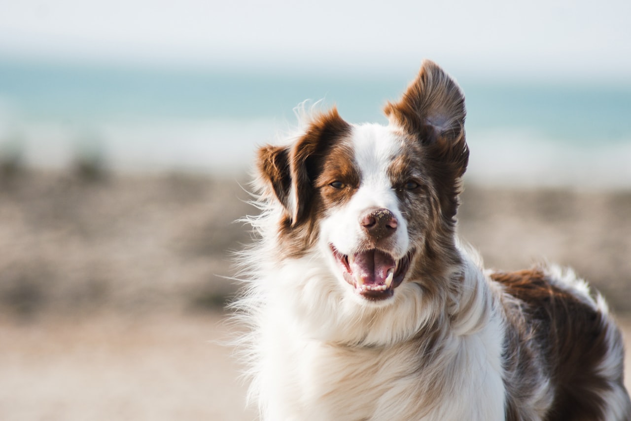 Flea & Tick Control service in Elkhart, IN
