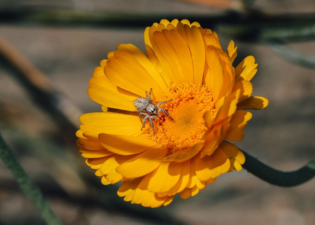 Spider Control service in Elkhart, IN